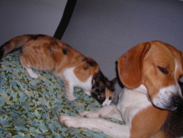 Picture of a cat / kitten / feline