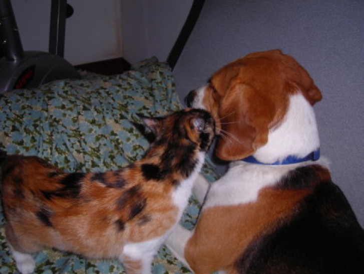 Picture of a cat / kitten / feline