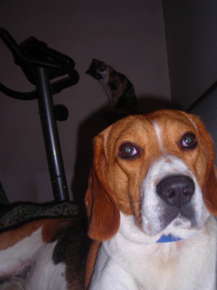 Picture of a cat / kitten / feline