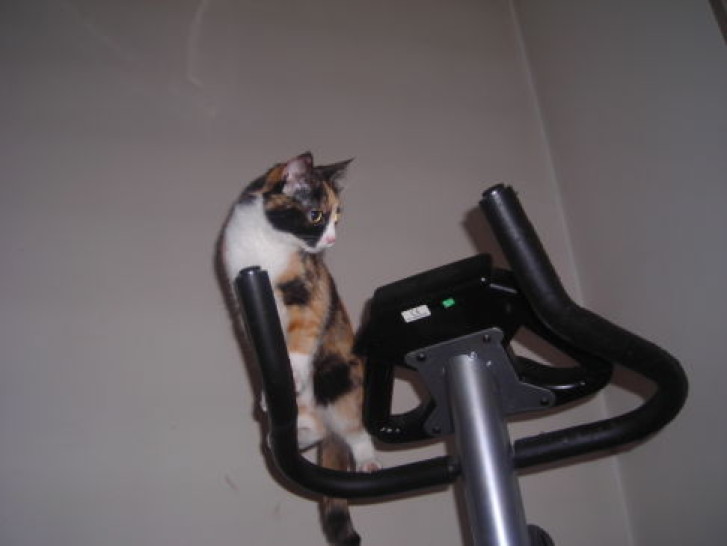 Picture of a cat / kitten / feline