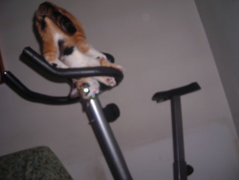 Picture of a cat / kitten / feline