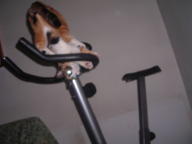 Picture of a cat / kitten / feline