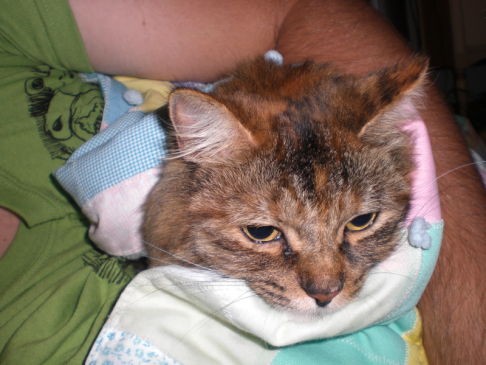 Picture of a cat / kitten / feline