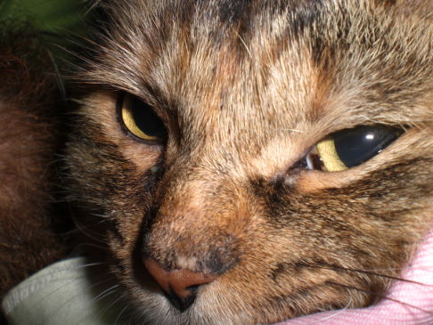 Picture of a cat / kitten / feline