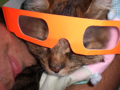 Picture of a cat / kitten / feline