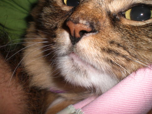 Picture of a cat / kitten / feline