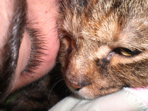 Picture of a cat / kitten / feline