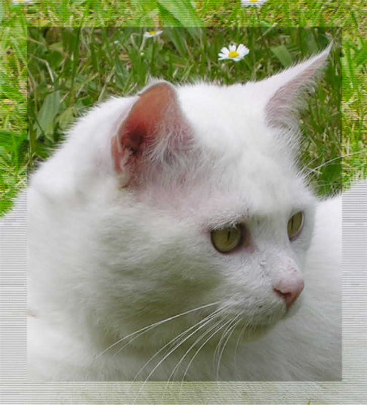 Picture of a cat / kitten / feline