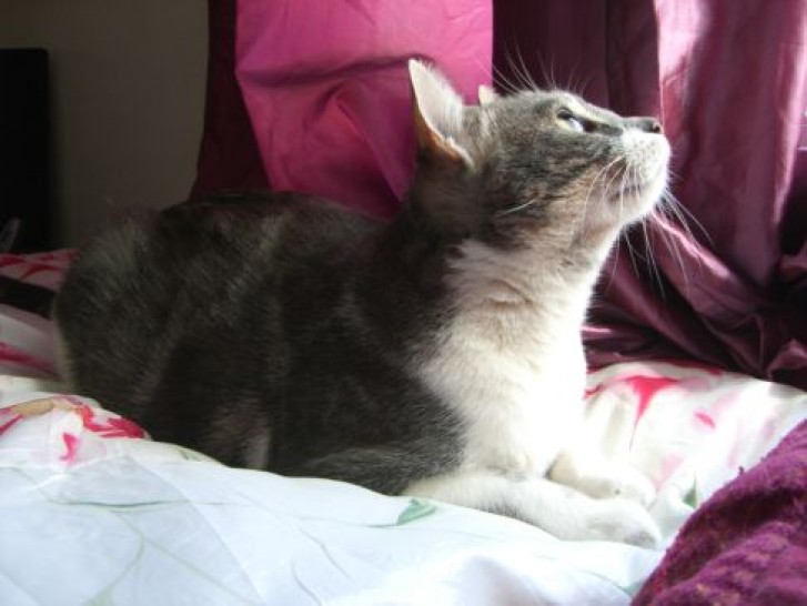 Picture of a cat / kitten / feline