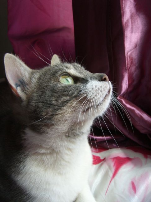 Picture of a cat / kitten / feline