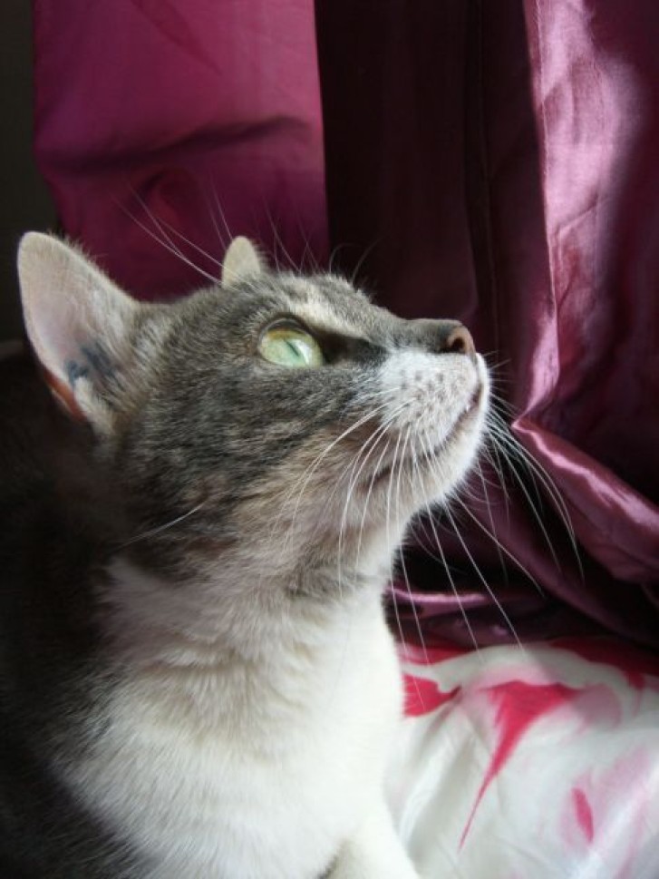 Picture of a cat / kitten / feline