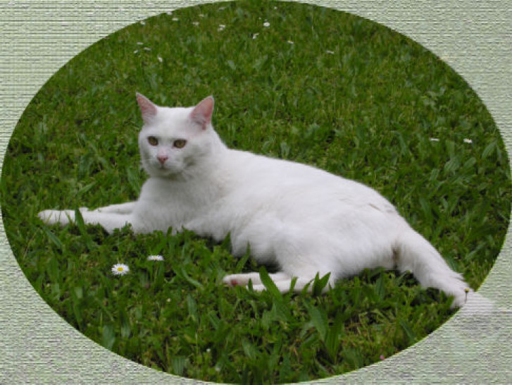 Picture of a cat / kitten / feline