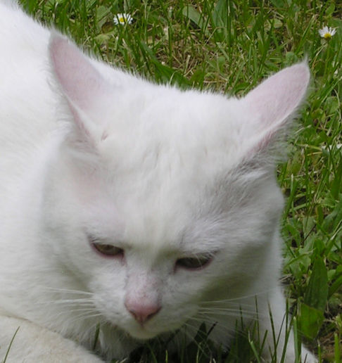 Picture of a cat / kitten / feline