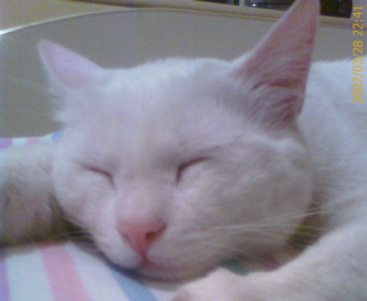 Picture of a cat / kitten / feline