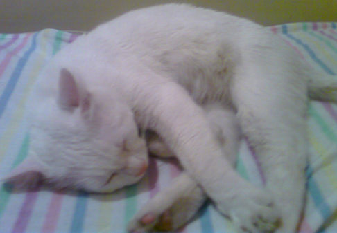 Picture of a cat / kitten / feline