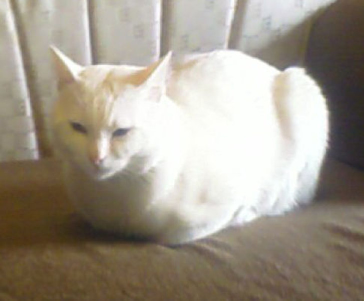 Picture of a cat / kitten / feline