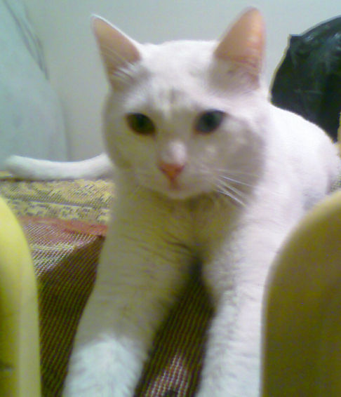 Picture of a cat / kitten / feline