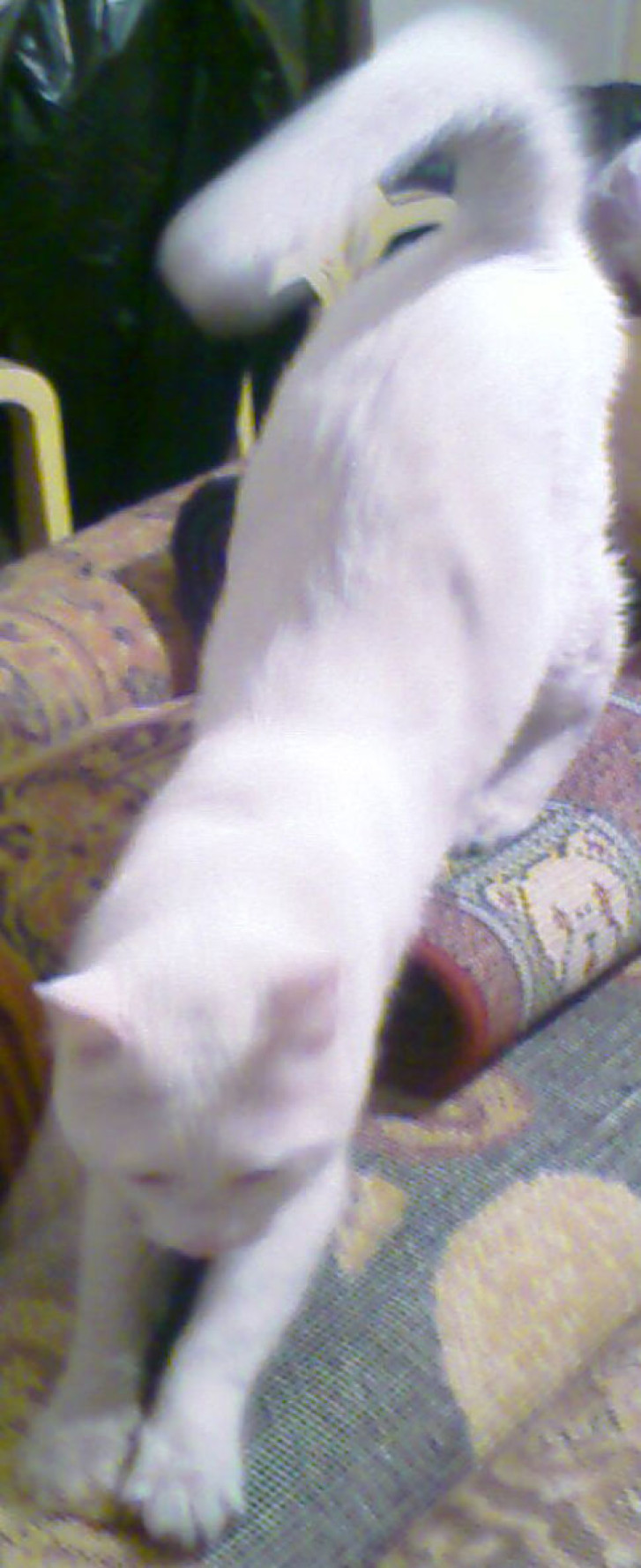 Picture of a cat / kitten / feline