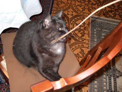 Picture of a cat / kitten / feline