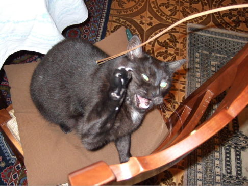 Picture of a cat / kitten / feline