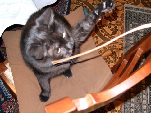 Picture of a cat / kitten / feline