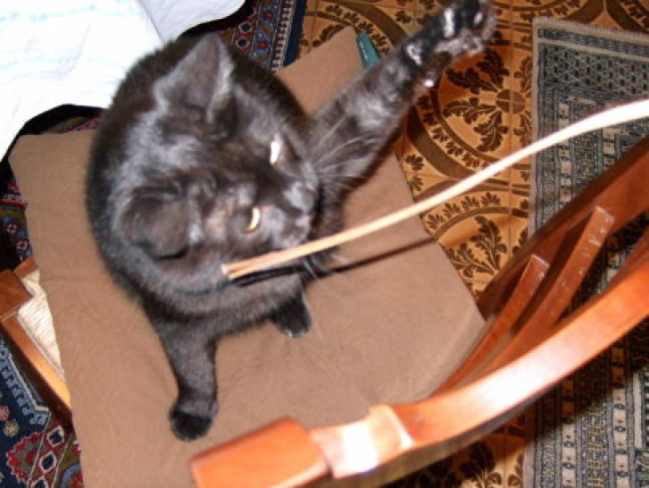 Picture of a cat / kitten / feline