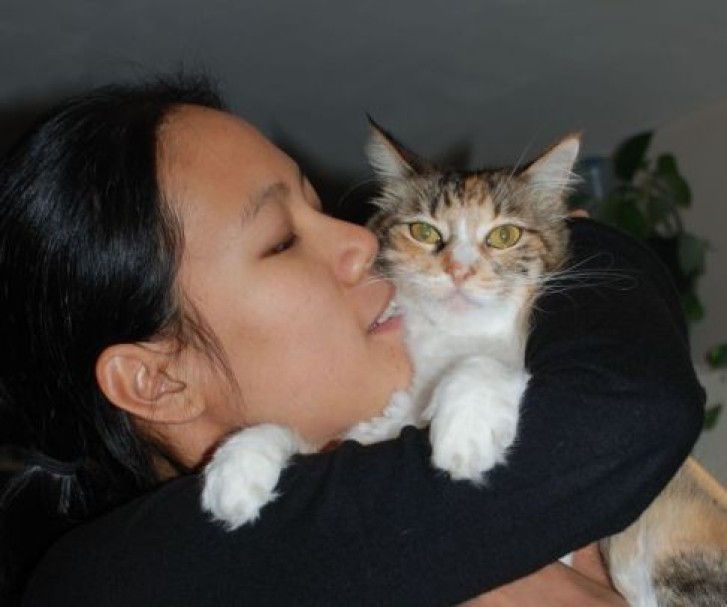 Picture of a cat / kitten / feline