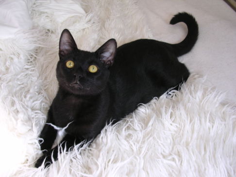 Picture of a cat / kitten / feline