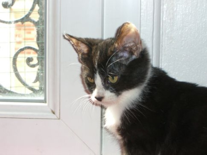 Picture of a cat / kitten / feline