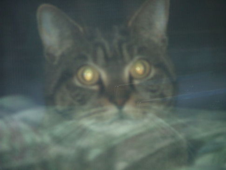 Picture of a cat / kitten / feline