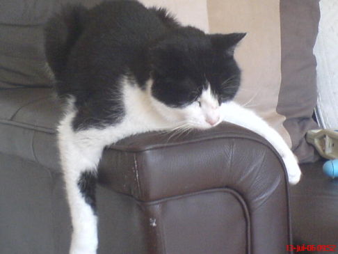 Picture of a cat / kitten / feline