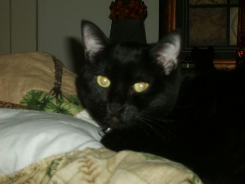 Picture of a cat / kitten / feline