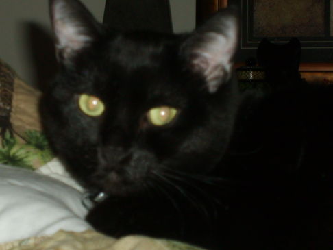 Picture of a cat / kitten / feline