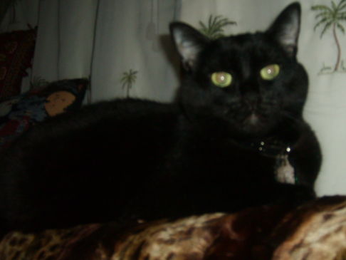 Picture of a cat / kitten / feline