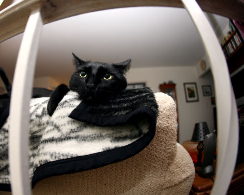 Picture of a cat / kitten / feline