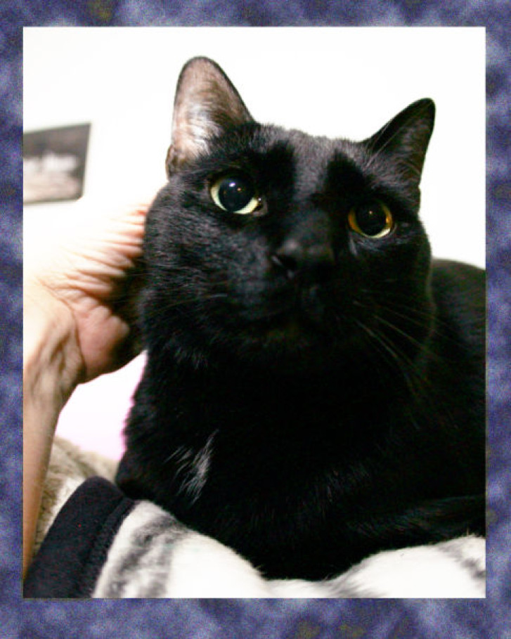 Picture of a cat / kitten / feline