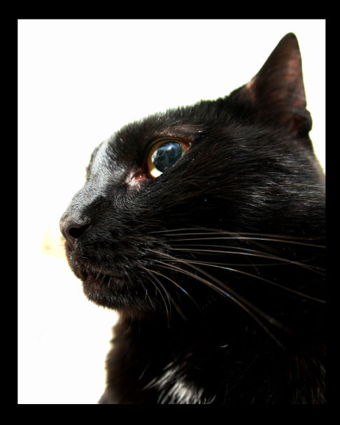 Picture of a cat / kitten / feline