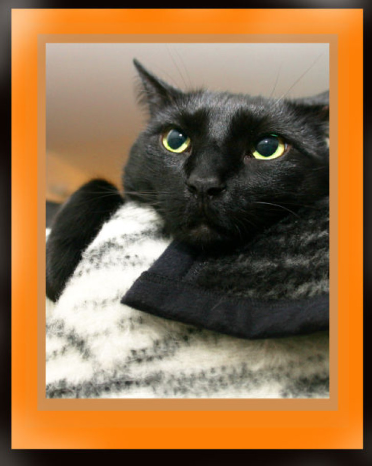 Picture of a cat / kitten / feline