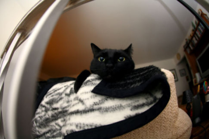 Picture of a cat / kitten / feline