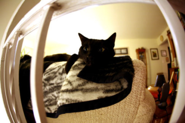 Picture of a cat / kitten / feline