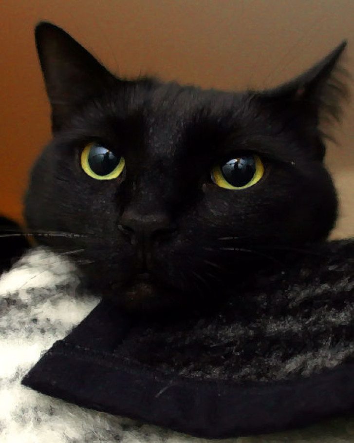 Picture of a cat / kitten / feline