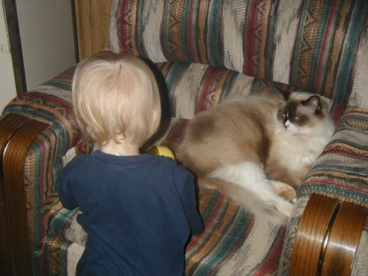 Picture of a cat / kitten / feline