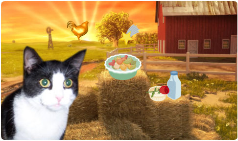 Picture of a cat / kitten / feline