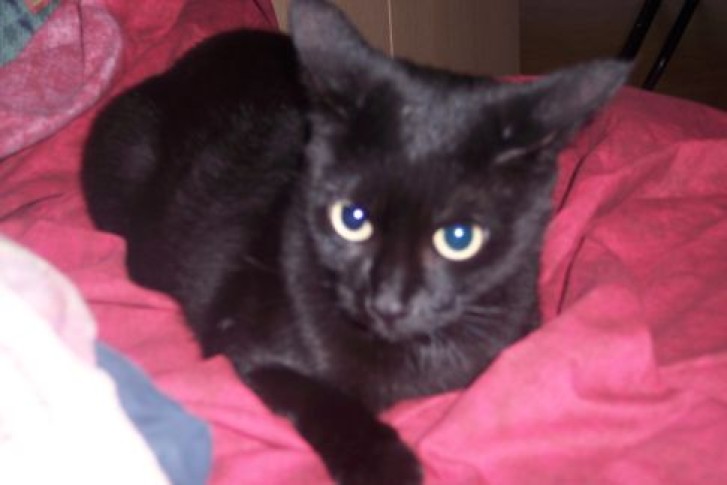 Picture of a cat / kitten / feline