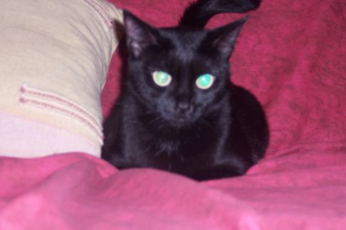 Picture of a cat / kitten / feline