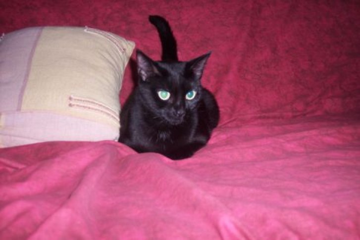 Picture of a cat / kitten / feline