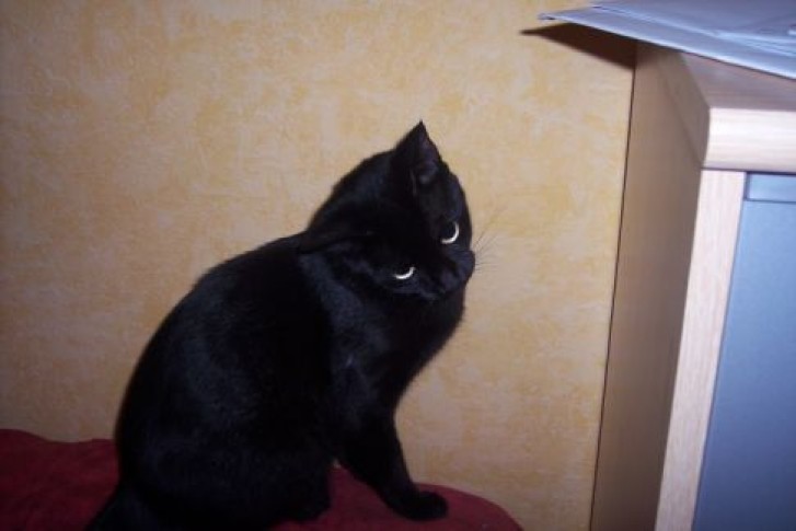 Picture of a cat / kitten / feline