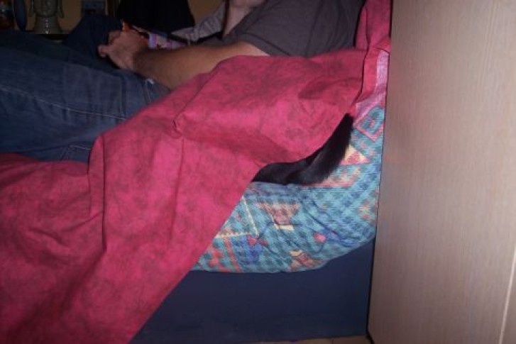 Picture of a cat / kitten / feline