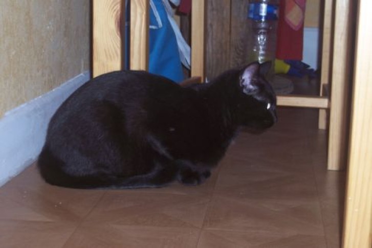 Picture of a cat / kitten / feline