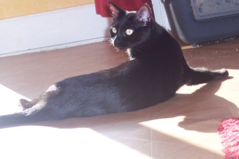 Picture of a cat / kitten / feline